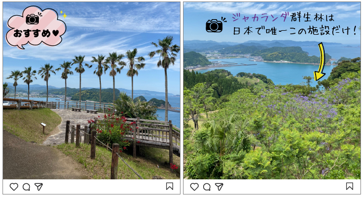 ジャカランダ郡生林が楽しめる宮崎の観光地〜道の駅なんごう